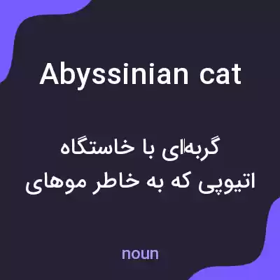 معنی abyssinian cat به فارسی معنی abyssinian cat به فارسی