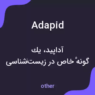 معنی adapid به فارسی معنی adapid به فارسی