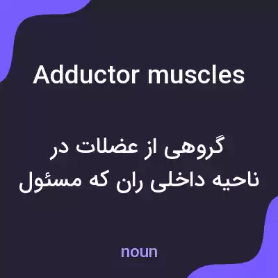 معنی adductor muscles به فارسی معنی adductor muscles به فارسی