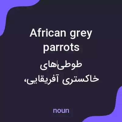 معنی african grey parrots به فارسی معنی african grey parrots به فارسی