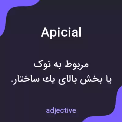 معنی apicial به فارسی معنی apicial به فارسی