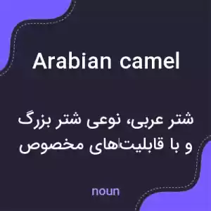 معنی arabian camel به فارسی معنی arabian camel به فارسی