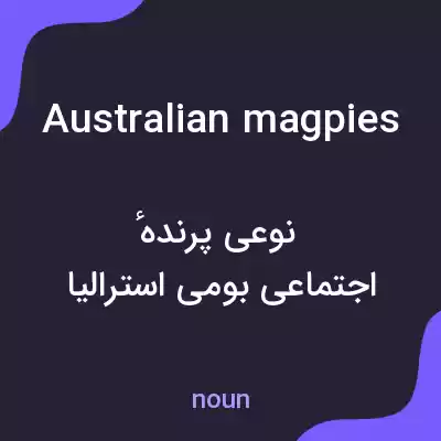 معنی australian magpies به فارسی معنی australian magpies به فارسی