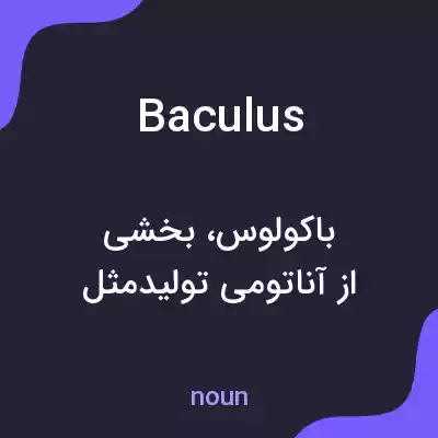 معنی baculus به فارسی معنی baculus به فارسی