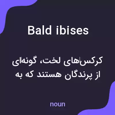 معنی bald ibises به فارسی معنی bald ibises به فارسی