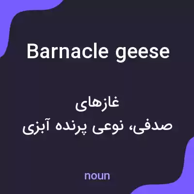 معنی barnacle geese به فارسی
