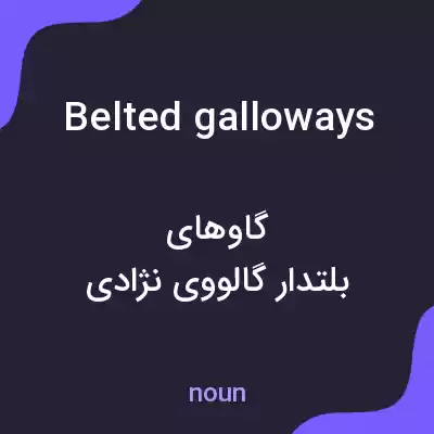 معنی belted galloways به فارسی
