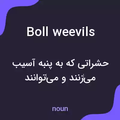 معنی boll weevils به فارسی معنی boll weevils به فارسی