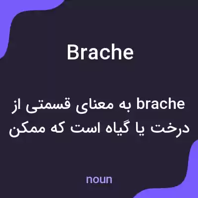 معنی brache به فارسی معنی brache به فارسی