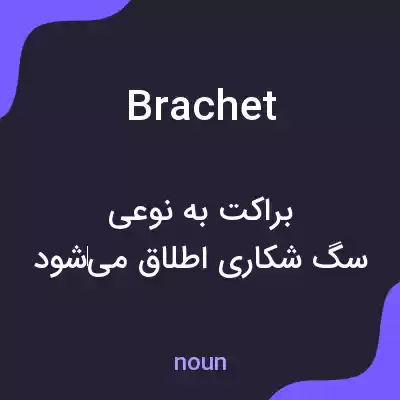 معنی brachet به فارسی معنی brachet به فارسی