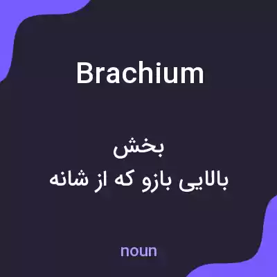 معنی brachium به فارسی معنی brachium به فارسی