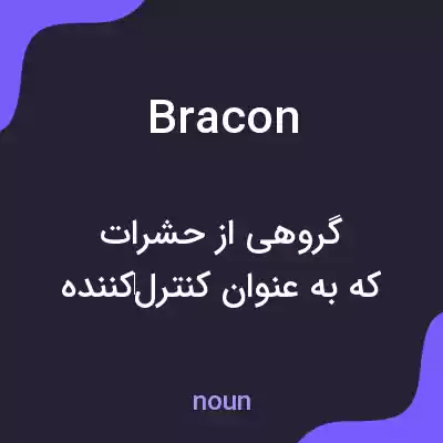 معنی bracon به فارسی معنی bracon به فارسی