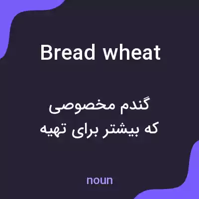 معنی bread wheat به فارسی