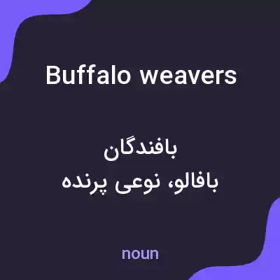 معنی buffalo weavers به فارسی
