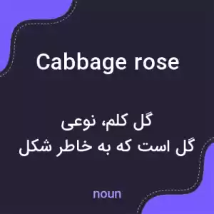 معنی cabbage rose به فارسی معنی cabbage rose به فارسی