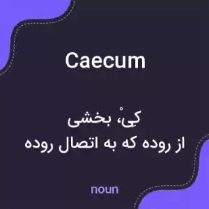 معنی caecum به فارسی معنی caecum به فارسی