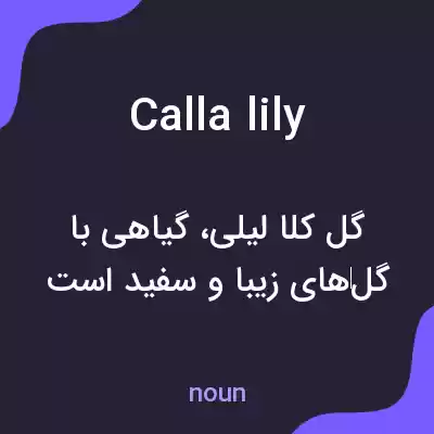 معنی calla lily به فارسی معنی calla lily به فارسی