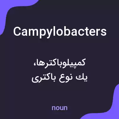 معنی campylobacters به فارسی