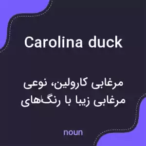 معنی carolina duck به فارسی