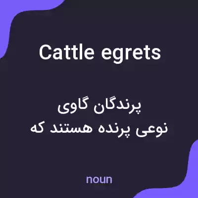 معنی cattle egrets به فارسی معنی cattle egrets به فارسی