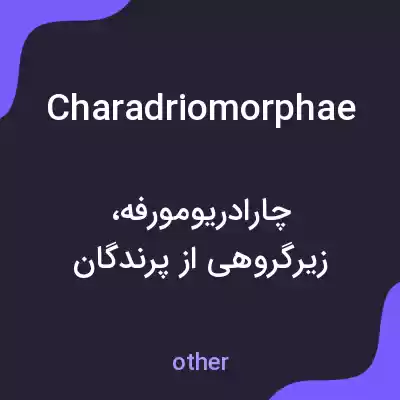 معنی charadriomorphae به فارسی معنی charadriomorphae به فارسی