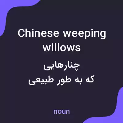 معنی chinese weeping willows به فارسی معنی chinese weeping willows به فارسی