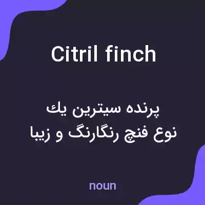 معنی citril finch به فارسی