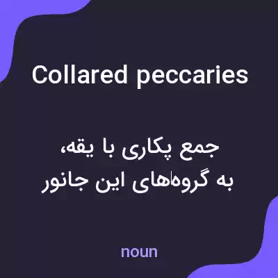 معنی collared peccaries به فارسی معنی collared peccaries به فارسی