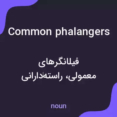 معنی common phalangers به فارسی