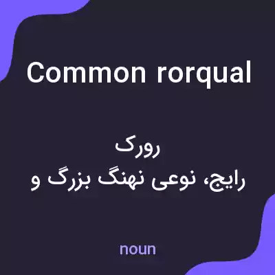 معنی common rorqual به فارسی