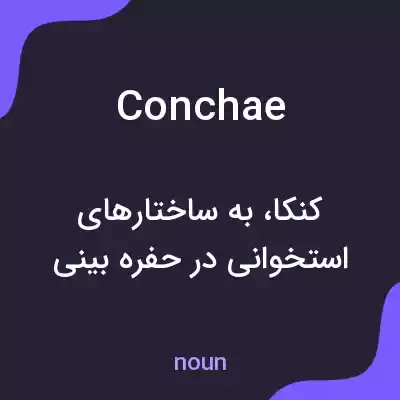 معنی conchae به فارسی معنی conchae به فارسی