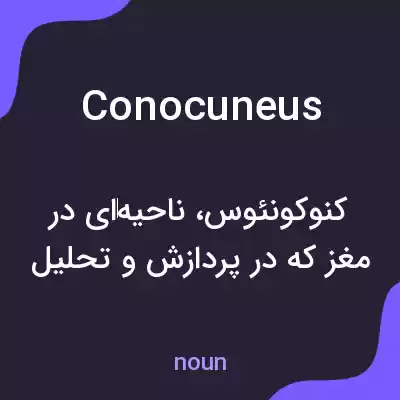 معنی conocuneus به فارسی معنی conocuneus به فارسی