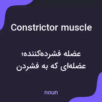 معنی constrictor muscle به فارسی معنی constrictor muscle به فارسی