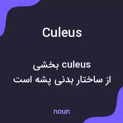 معنی culeus به فارسی معنی culeus به فارسی