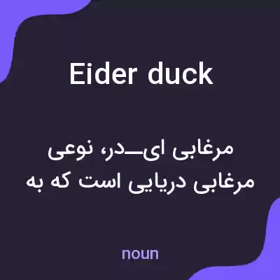 معنی eider duck به فارسی معنی eider duck به فارسی