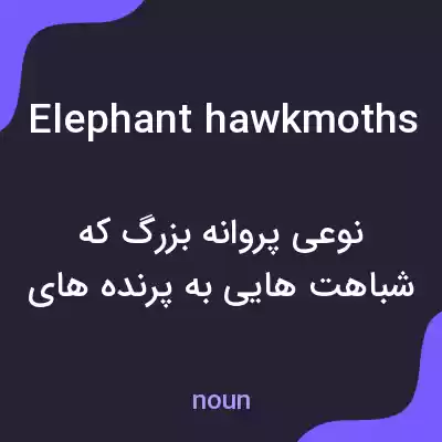 معنی elephant hawkmoths به فارسی معنی elephant hawkmoths به فارسی