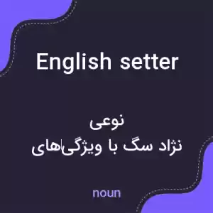 معنی english setter به فارسی معنی english setter به فارسی