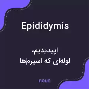 معنی epididymis به فارسی معنی epididymis به فارسی