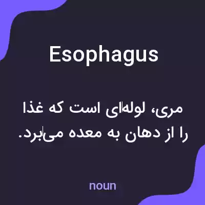 معنی esophagus به فارسی معنی esophagus به فارسی