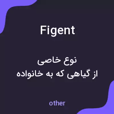 معنی figent به فارسی معنی figent به فارسی