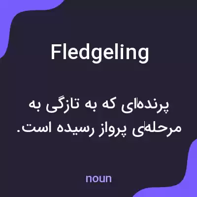 معنی fledgeling به فارسی معنی fledgeling به فارسی