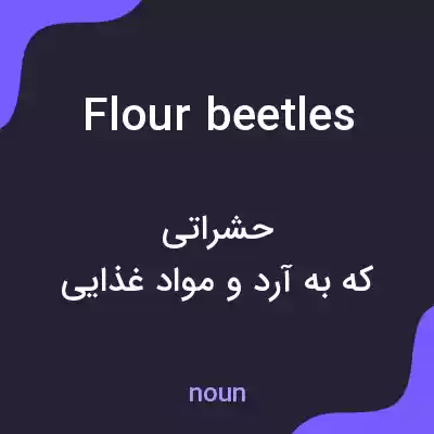 معنی flour beetles به فارسی معنی flour beetles به فارسی