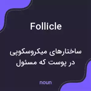 معنی follicle به فارسی معنی follicle به فارسی