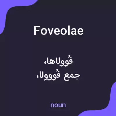 معنی foveolae به فارسی