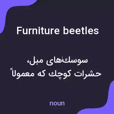 معنی furniture beetles به فارسی معنی furniture beetles به فارسی