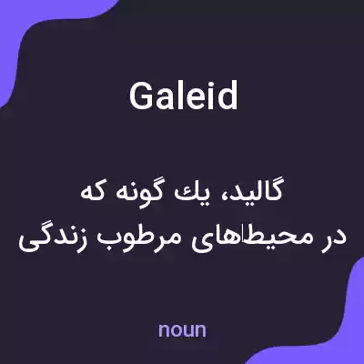 معنی galeid به فارسی معنی galeid به فارسی