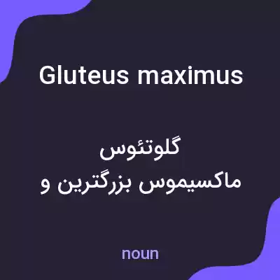 معنی gluteus maximus به فارسی معنی gluteus maximus به فارسی