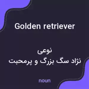 معنی golden retriever به فارسی معنی golden retriever به فارسی