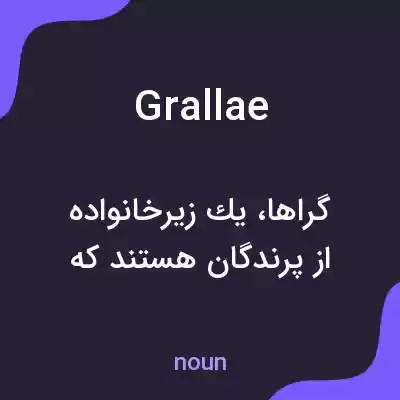 معنی grallae به فارسی معنی grallae به فارسی