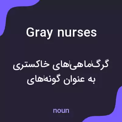 معنی gray nurses به فارسی